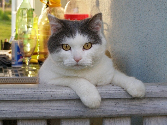 Srećko